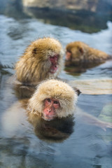 Japanese macaques in the water of natural hot springs. Japanese macaque ( Scientific name: Macaca fuscata), also known as the snow monkey. Natural habitat. Japan