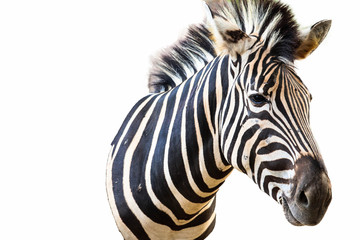 Obraz na płótnie Canvas zebra isolated on white background