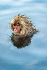 Japanese macaque in water of natural hot springs. Japanese macaque ( Scientific name: Macaca fuscata), also known as the snow monkey. Natural habitat. Japan