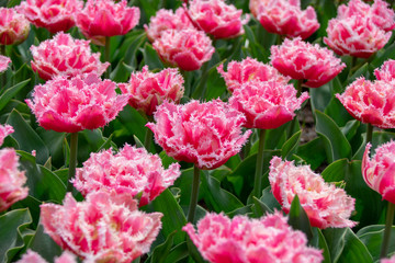 beautiful flowers in the garden