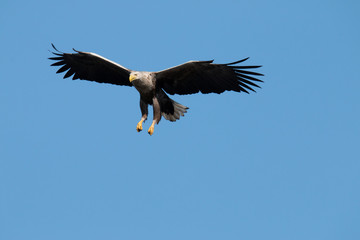 Fototapeta na wymiar White tail Eagle, Haliaeetus albicilla