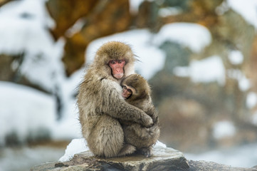The Japanese macaque and cub. Scientific name: Macaca fuscata, also known as the snow monkey. Natural habitat. Japan.
