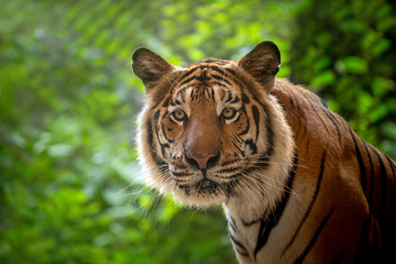 The face of the Indochina tiger in the natural forest.