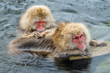 Naklejka premium Japanese macaques is grooming, checking for fleas and ticks. The Japanese macaque in the water of natural hot springs. Scientific name: Macaca fuscata, also known as the snow monkey. Natural habitat.
