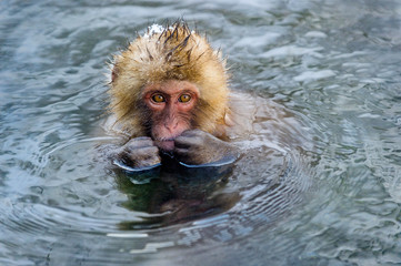 Japanese macaque in water of natural hot springs. Japanese macaque ( Scientific name: Macaca fuscata), also known as the snow monkey. Natural habitat. Japan