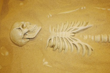 Archaeological excavations of human remains in the sand. Skeleton and skull of ancient man.