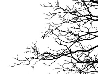 silhouette branch tree with leaf