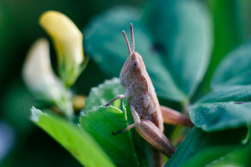 Little grasshopper in the garden macro take