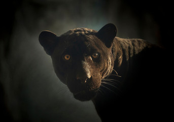 Black Jaguar's face in the natural atmosphere.