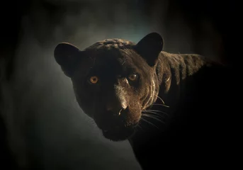 Zelfklevend Fotobehang Black Jaguar& 39 s gezicht in de natuurlijke sfeer. © MrPreecha