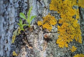 yellow moss and sprouting sprout on a tree