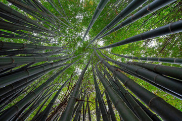 Pattern of bamboo trees in forest.