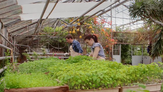 Two professional gardeners are caring for sprouts and seedlings in greenhouse, hands close-up.
