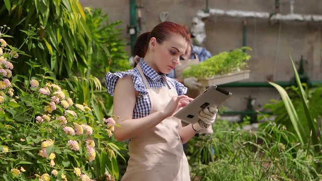 Agronomist woman with tablet conducts inspection of growing crops and puts the indicators.