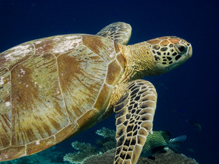Hawksbill turtle swimming in a clear blue sea