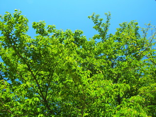 新緑の桜の木と青空