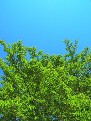 新緑の桜の木と青空