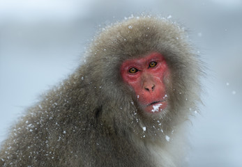 Japanese macaque . Close up portrait. The Japanese macaque ( Scientific name: Macaca fuscata), also known as the snow monkey. Natural habitat, winter season.