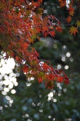 京都の紅葉
