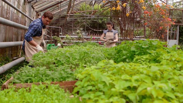 Workers in greenhouse, woman agronomist with tablet inspected seedlings, man gardener is watering plants.