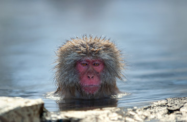 The Japanese macaque at Jigokudani hotsprings. Japanese macaque,Scientific name: Macaca fuscata, also known as the snow monkey.