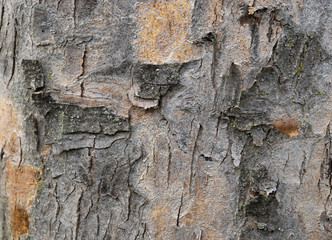 Background, bark of a tree