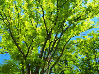 新緑の欅の大木と青空