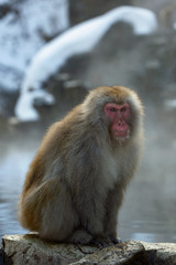 Japanese macaque near the natural hot springs. The Japanese macaque, Scientific name: Macaca fuscata, also known as the snow monkey. Natural habitat, winter season.