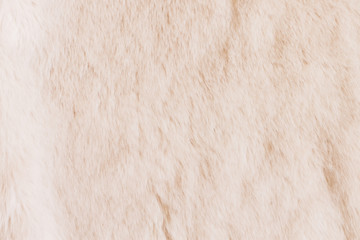 Texture of beige shaggy fur. Animal texture
