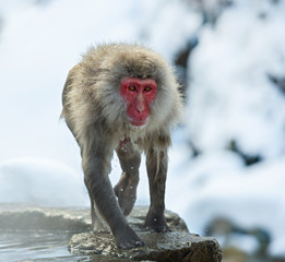 Wet Japanese macaque on the stone at natural hot springs in Winter season. The Japanese macaque ( Scientific name: Macaca fuscata), also known as the snow monkey.