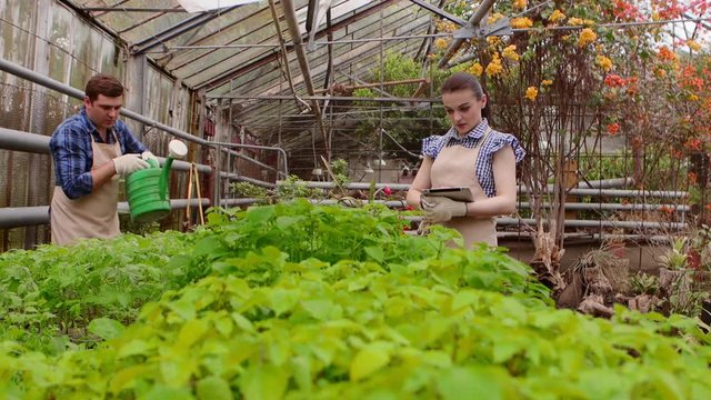 Workers in greenhouse, woman agronomist with tablet inspected seedlings, man gardener is watering plants.