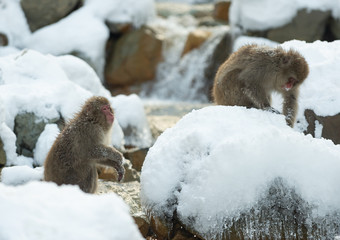 Japanese macaque in jump. Macaque jumps through a natural hot spring. Winter season. The Japanese macaque, Scientific name: Macaca fuscata, also known as the snow monkey.