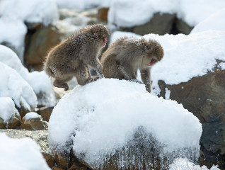Japanese macaques. Natural hot spring. Winter season. The Japanese macaque, Scientific name: Macaca fuscata, also known as the snow monkey.