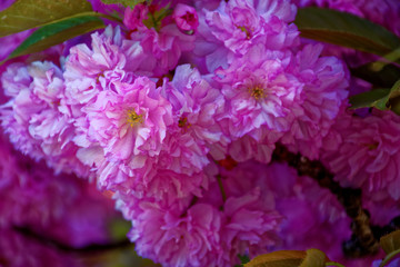 beautiful colors of nature in the spring Park