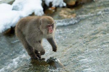 Japanese macaque in jump. Macaque jumps through a natural hot spring. Winter season. The Japanese macaque, Scientific name: Macaca fuscata, also known as the snow monkey.