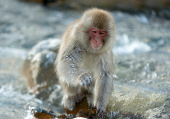 Japanese macaque in jump. Macaque jumps through a natural hot spring. Winter season. The Japanese macaque, Scientific name: Macaca fuscata, also known as the snow monkey.