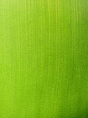 palm tree bark texture