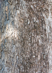 Obraz premium Bark of mango tree. Mango tree , aged 150 years.