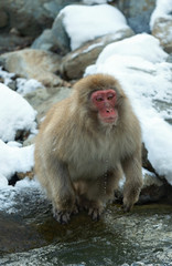 Fototapeta premium Japanese macaque in jump. Macaque jumps through a natural hot spring. Winter season. The Japanese macaque, Scientific name: Macaca fuscata, also known as the snow monkey.