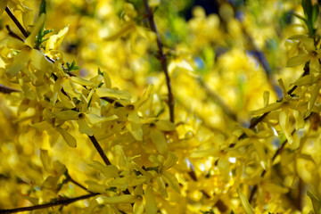 beautiful colors of nature in the spring Park