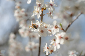 Pflaumenblüte