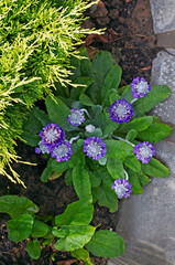 Close up of a flowering Primula capitata subsq. mooreana