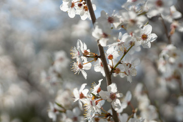 Pflaumenblüte