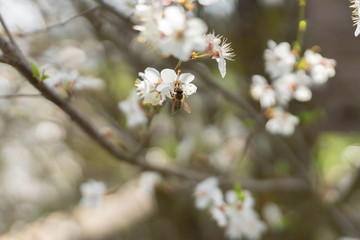 Pflaumenblüte