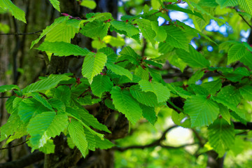 beautiful colors of nature in the spring Park