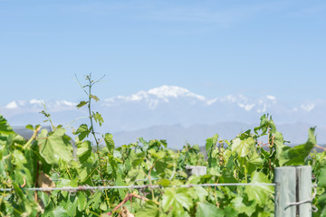 Fototapeta na wymiar grape vineyard - Wine