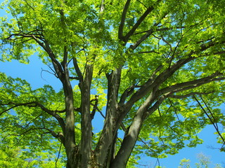 新緑の欅の大木と青空