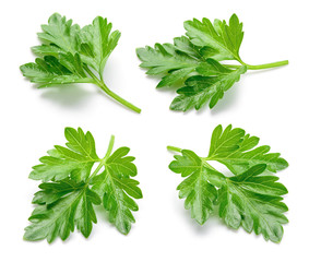 Parsley. Parsley isolated. Full depth of field.