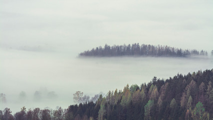 Obraz na płótnie Canvas Forest in the fog