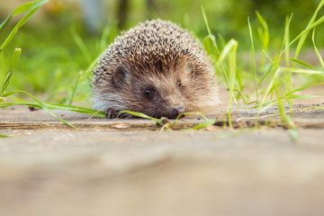 Wild animal hedgehog in nature among the green grass
